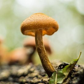 Mushroom by Hennie Zeij