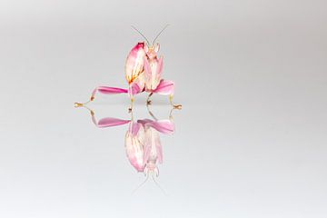 The orchid praying mantis by Roland Brack