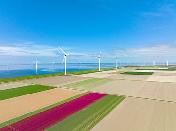 Tulpen in landbouwvelden met windturbines in de achtergrond