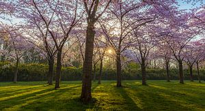 Blossom Park 1 von Thijs Friederich