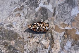 Drone shot van een boot gevuld met keien by Roy de ruiter