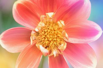 Red dahlia with colorful flares by C. Nass