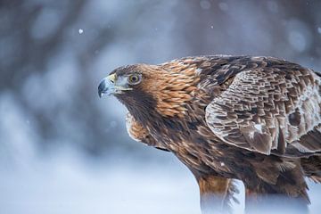 De Steenarend. Aquila chrysaetos van Gert Hilbink