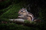 Siberian ground squirrel by Peter R thumbnail