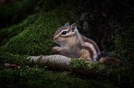 Sibirisches Erdhörnchen von Peter R Miniaturansicht