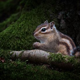 Siberian ground squirrel by Peter R