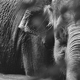 The wise giant, elephant by WeVaFotografie