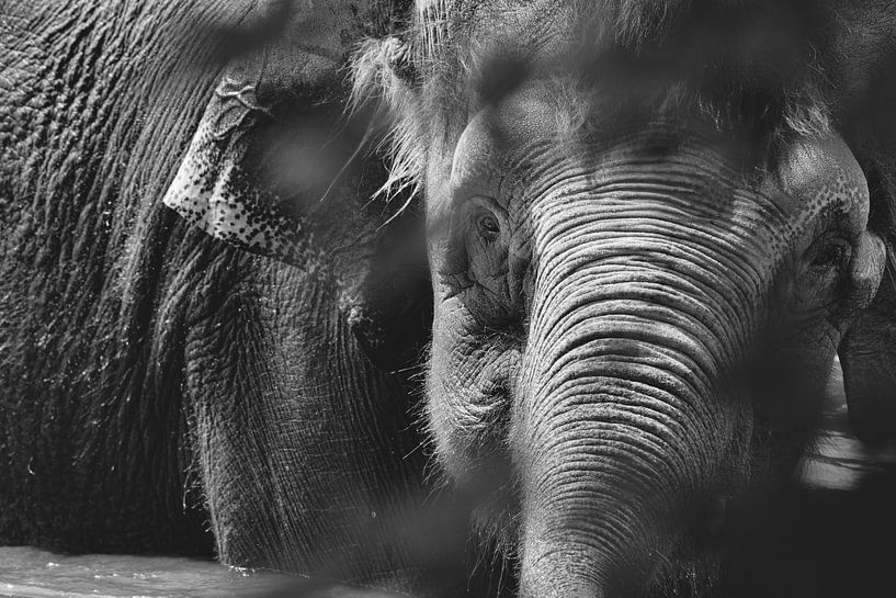 Le sage géant, l'éléphant par WeVaFotografie