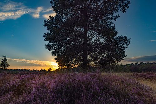 Heideveld met zonsondergang, Drenthe
