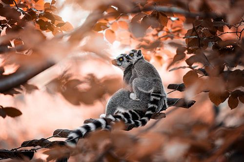 maman singe & petit singe