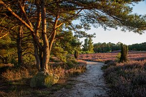 Landschaftliche Heide Idylle