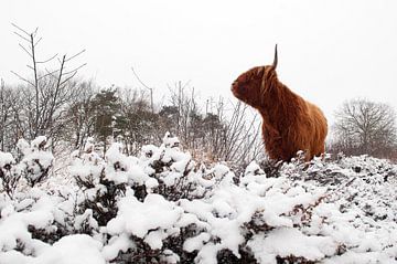 Schotse Hooglander (bos taurus)in de sneeuw in het Drents-Friese Wold in Drenthe van Marcel van Kammen