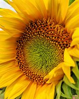 The Beautiful sunflower