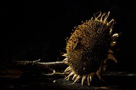 sunflower by Ton Dopping