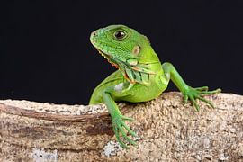 Green Iguana (Iguana iguana) by Ronald Pol
