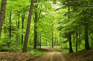 La forêt de hêtres au printemps