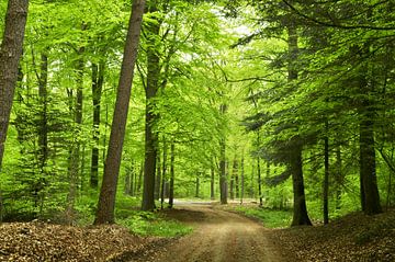 La forêt de hêtres au printemps sur Corinne Welp