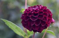 Dahlia by Anjo ten Kate thumbnail