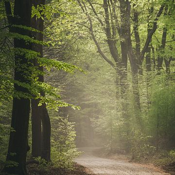 Speulderbos van Nancy van Verseveld