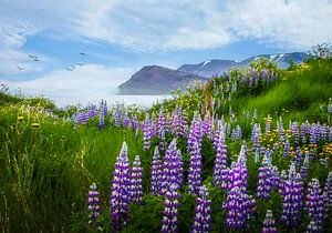 Blick auf den Fjord mit Lupine im Vordergrund, Island