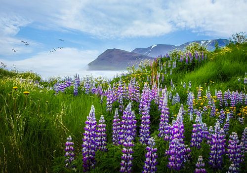 Zicht op het fjord met lupine op de voorgrond, IJsland