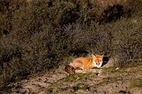 Fuchs in den Dünen