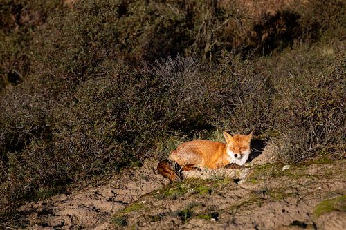 Fox in the dunes