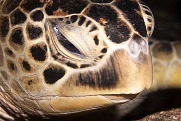Zeeschildpadden hoofd, Mabul Island, Maleisie van Travel Tips and Stories