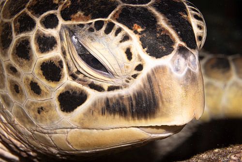 Zeeschildpadden hoofd, Mabul Island, Maleisie
