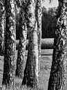 Berkenbomen zorgen voor een zwart-wit verloop met een veld in de achtergrond. van Christian Mueller thumbnail