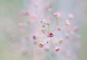 Subtil (Kleine rosa Blume mit sanfter Schärfe)