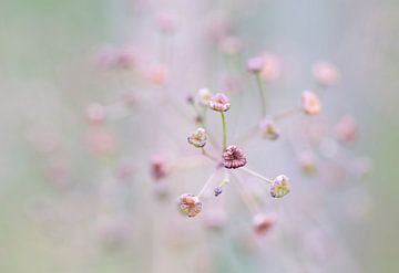 Subtiel (Klein roze bloemetje met zacht scherpteverloop) van Birgitte Bergman
