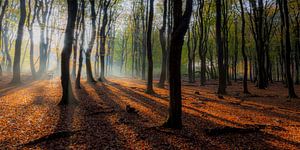 Speulderbos (Pays-Bas) sur Albert Mendelewski