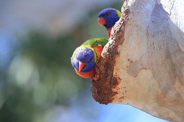 Regenboogparkiet, Queensland, Australië van Frank Fichtmüller