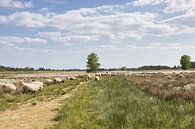 Schapen in het Bargerveen, natuurgebied in Drenthe van Annie Postma thumbnail