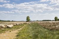 Schapen in het Bargerveen, natuurgebied in Drenthe