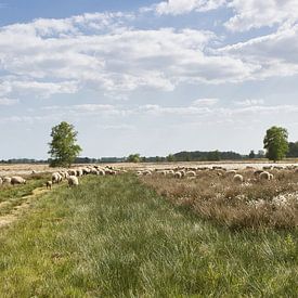 Moutons dans le Bargerveen, une réserve naturelle à Drenthe sur Annie Postma