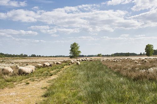 Moutons dans le Bargerveen, une réserve naturelle à Drenthe
