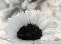 Een witte zonnebloem