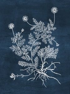 Chamomile - Blue