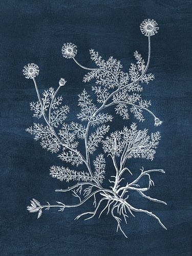 Chamomile - Blue
