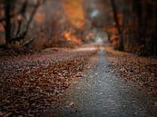 Autumn road von Lex Schulte Miniaturansicht