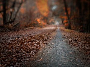 Autumn road sur Lex Schulte