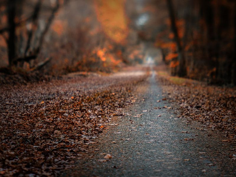 Autumn road von Lex Schulte