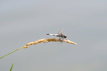 Libelle op graanhalm van Bram de Muijnck