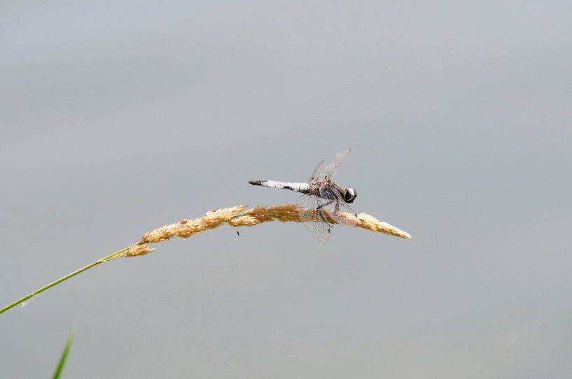 Libelle auf Getreide von Bram de Muijnck