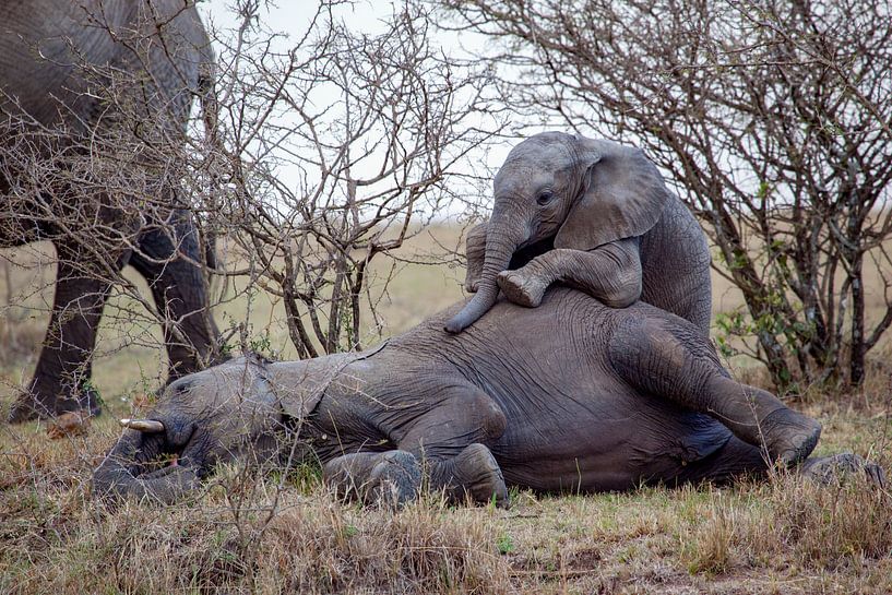 Elefant in Sorge von Peter Michel