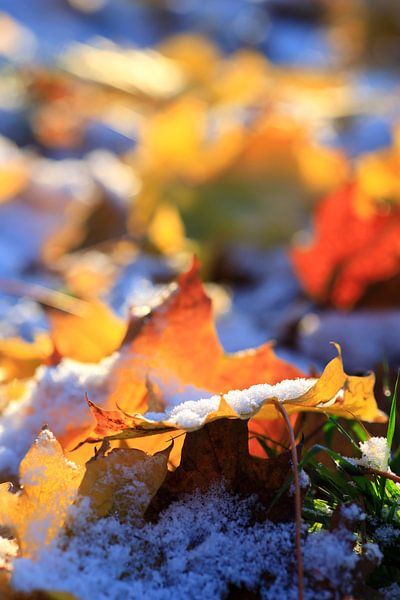 Erster Schnee von Thomas Jäger