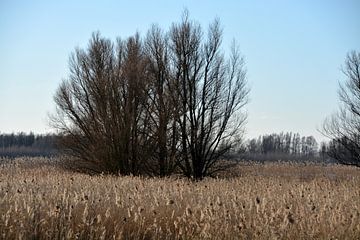 Baum zwischen den Schilfrohrfahnen im Biesbosch