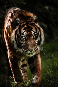 Le tigre en mouvement